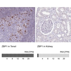 ZBP1/DLM-1/DAI Antibody, Novus Biologicals 0.1mL; Unlabeled:Antibodies,